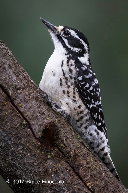Alert And Watchful Female Nuttall's Woodpecker