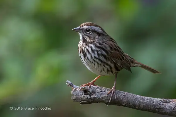 Song Sparrow Lit On A Broken Branch by BruceFinocchio