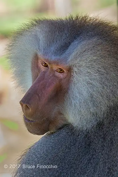 Male Hamadryas Baboon Looks Over His Shoulder by...