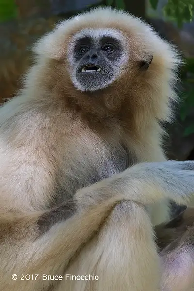 Female White-handed Gibbon Reacts by BruceFinocchio