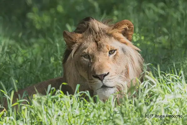 Male Lion Lying Down In The Green Grass by BruceFinocchio