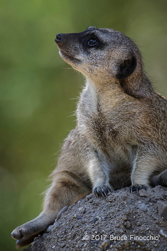 Short-tailed Meerkat Looks Skyward