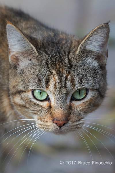 The Cat With The Green Eyes by BruceFinocchio