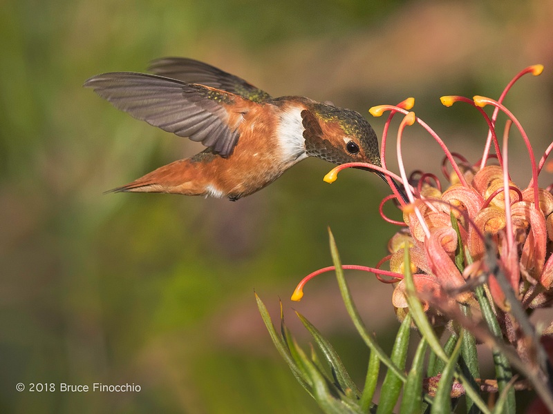 A Male Allen's Humminbird Sips Nectar From A Grevillea Blossom