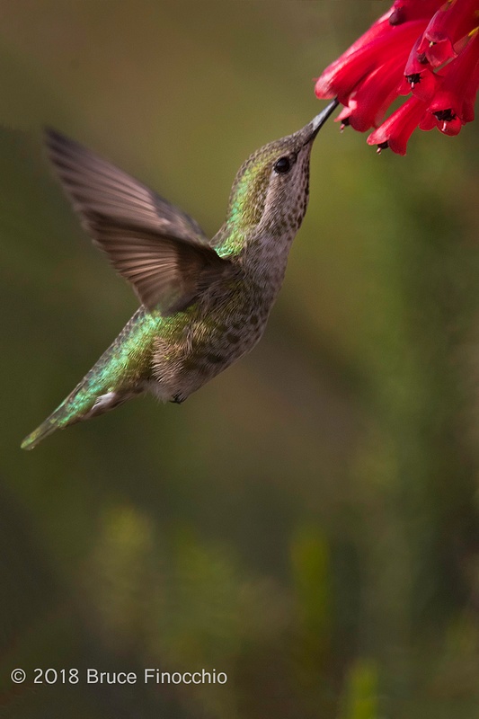 Female Anna's Hummingbird Sips Nectar From Santa Cruz Scarlet Cape Heath