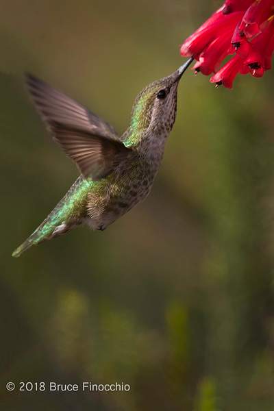 Female Anna's Hummingbird Sips Nectar From Santa Cruz...