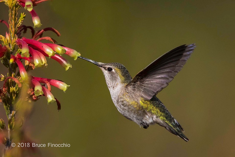 Female Anna's Hummingbird Sipping Nectar From Erica Speciosa Blossoms