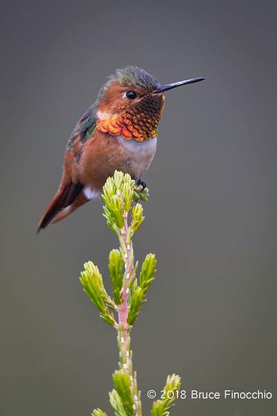 Male Allen's Hummingbird Perched On A Cape Heath Branch...