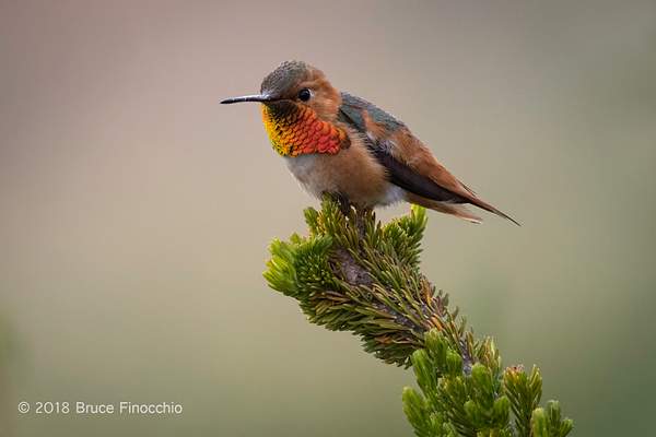 Male Allen's Hummingbird Showing Colorful Gorget by...