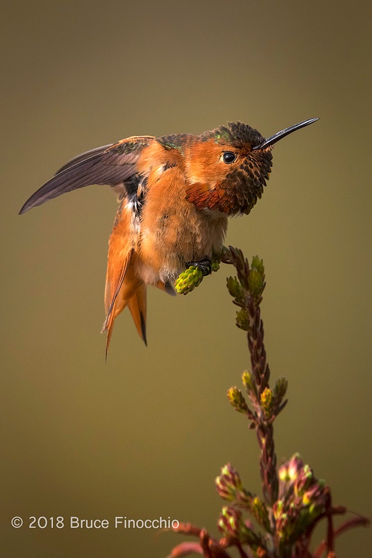 Male Allen's Hummingbird Stretches While Perches On Cape Heath