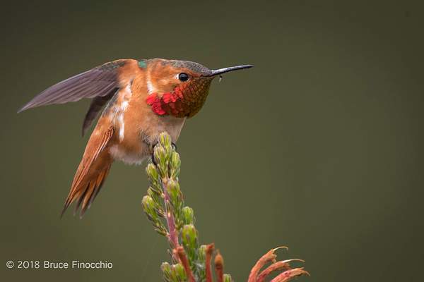 Male Allen's Hummingbird Stretches Wings Back by...
