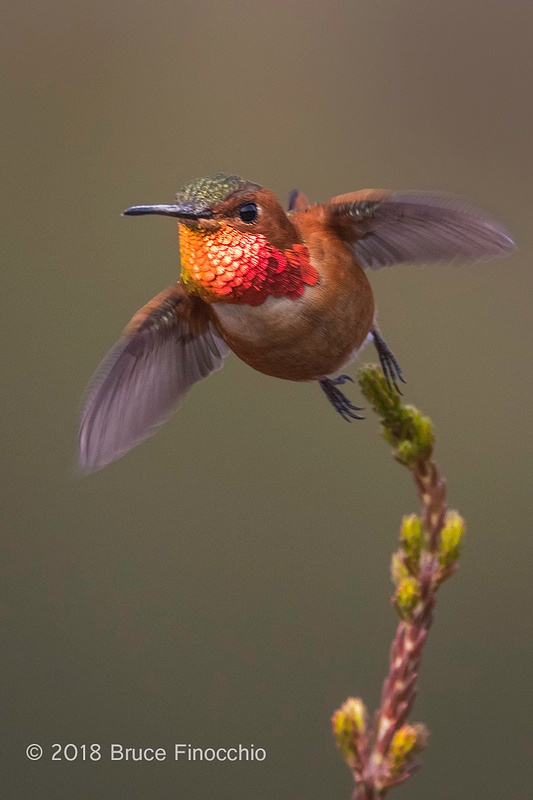 Male Allen's Hummingbird Takes Flight From The Tip Cape Heath Branch