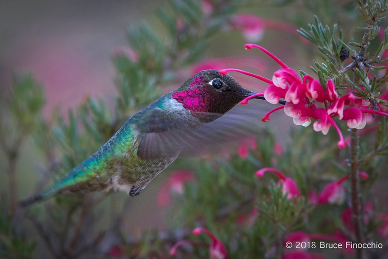 Male Anna's Hummingbird Pollinates A Grevillea Blossom