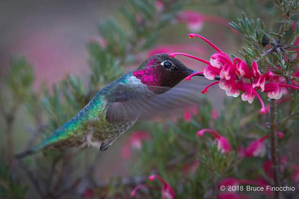 Male Anna's Hummingbird Pollinates A Grevillea Blossom...