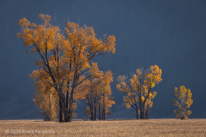 Glowing Cottonwood Trees In The Late Afternoon Light