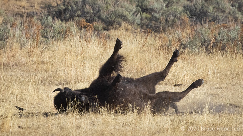 Bull Bison Rolls Around In The Dusty Dry Soil With Legs Up In The Air