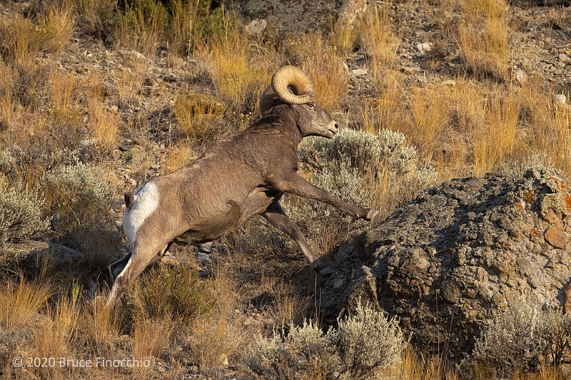 A Climbing Male Bighorn Sheep Strides Out With Front Leg To Place It On A Large Granite Boulder