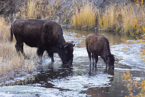 Female Bison Drinks With Her Calf From The Waters Of...