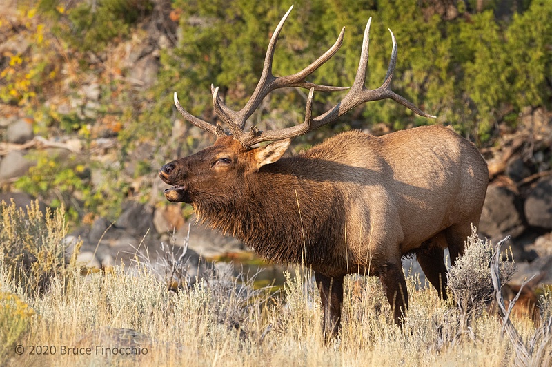 Bull Elk Bugling On The Bench Above The  Gardner River