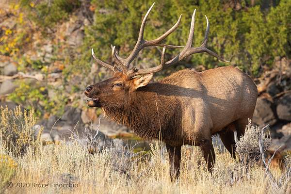 Bull Elk Bugling On The Bench Above The  Gardner River...