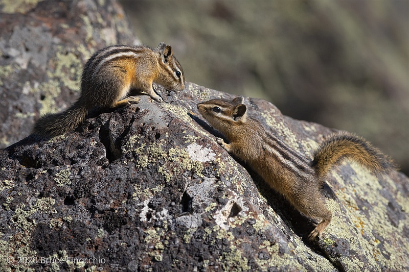 Two Least Chipmunks Greet Each Other Within Their Granite Boulder Environment