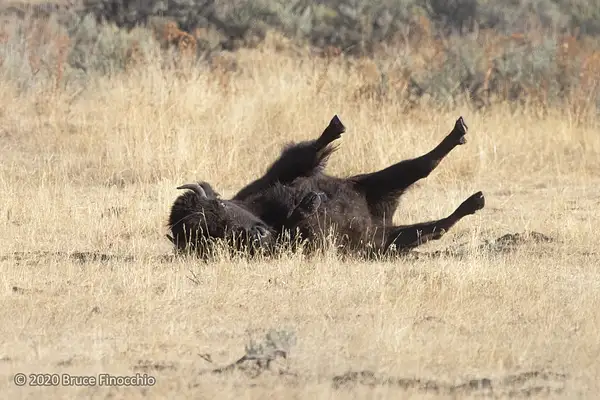 A Bison Wallowing And Rolling In The Dried Grass And...