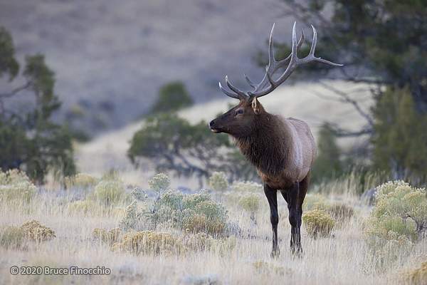 Young Male Rocky Mountain Elk In The Sagebrush Hills...