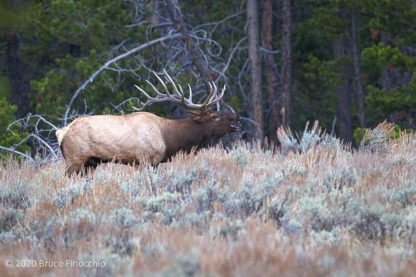 Male Roosevelt Elk Bugling by BruceFinocchio