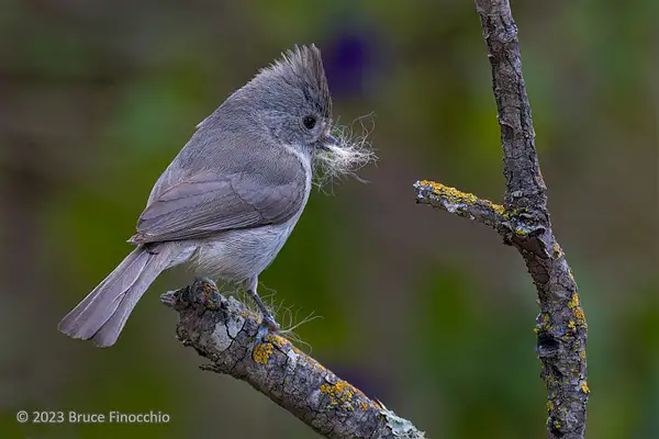 Perched Oak Titmouse With Cat Hair In Its Beak For Nest...