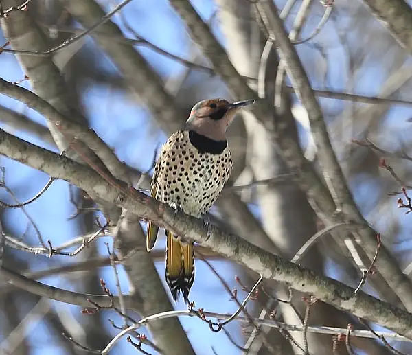 cflicker by Gary Acaley