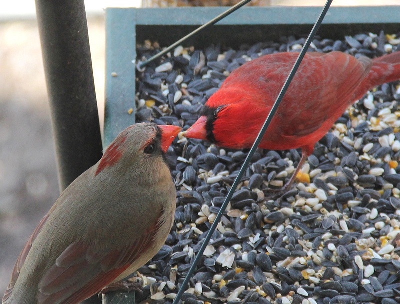 cardinal couple