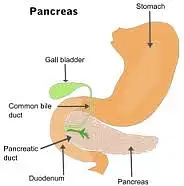 Metastatic Pancreatic Cancer by AwalduisHolley