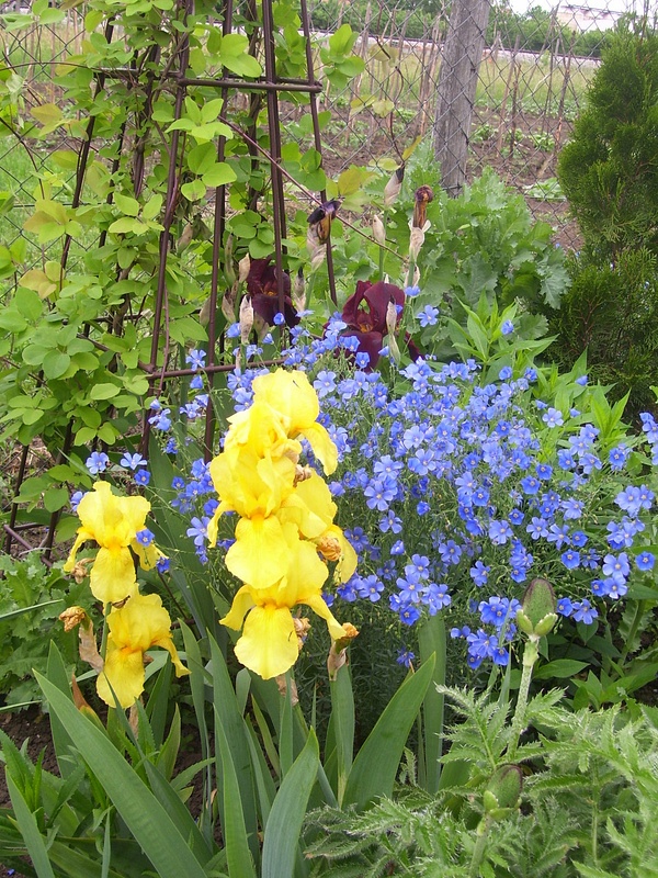 Iris and flax