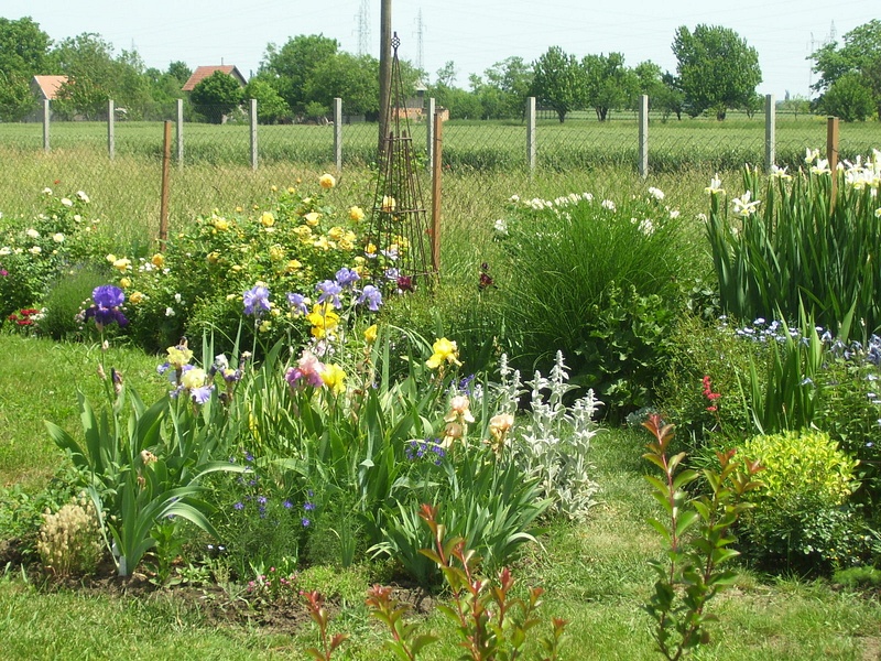 Iris bed and side border