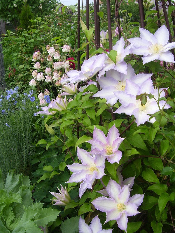 Clematis  Gladys Picard