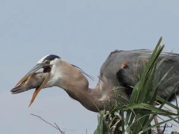 GBH with fish in mouth by CherylsShots