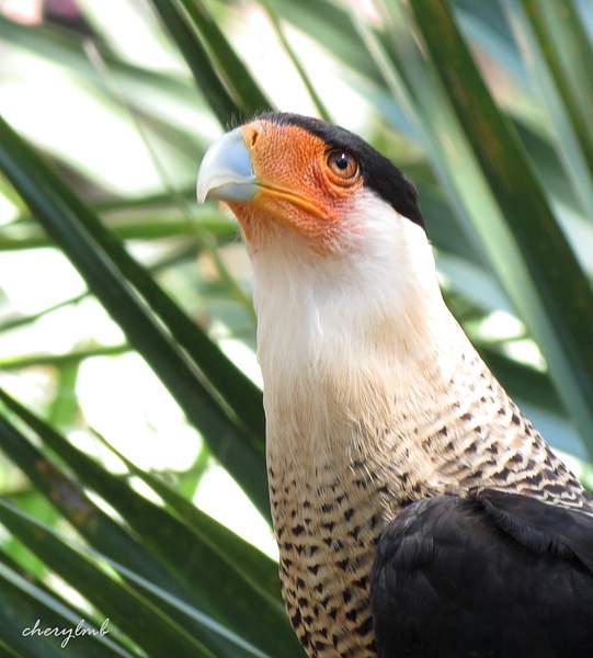Crested Caracara by CherylsShots