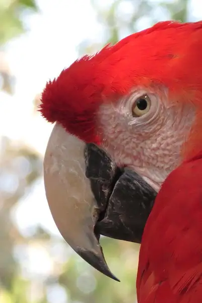 Macaw red close up by CherylsShots