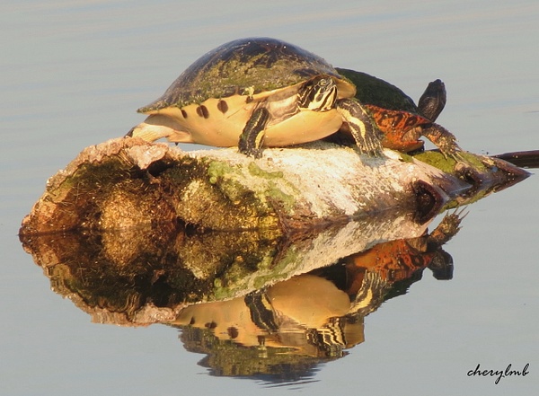 FL Red-bellied Cooters