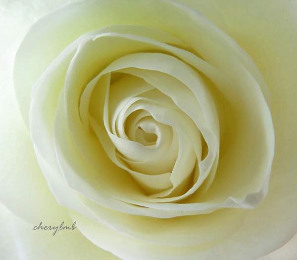 White Rose by CherylsShots