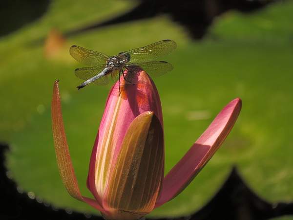 Waterlily and Dragon Fly by CherylsShots