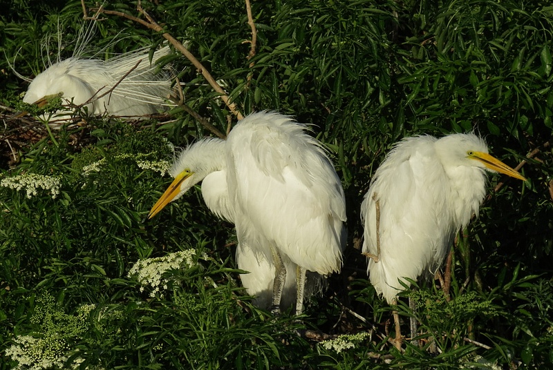 Great Egret fledglings