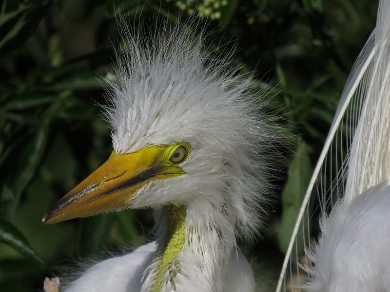 Great Egret chick