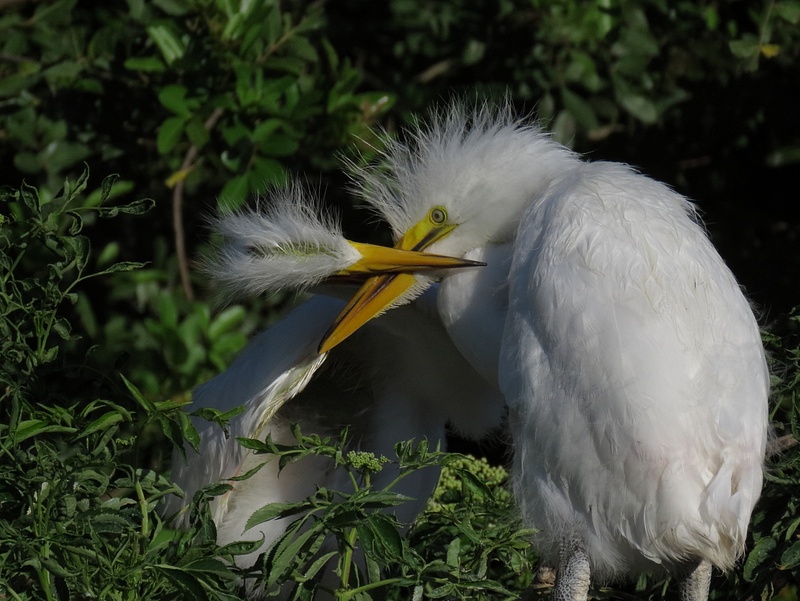 Great Egret chicks food fight