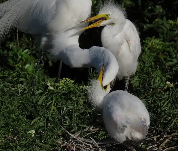 Great Egret chicks by CherylsShots
