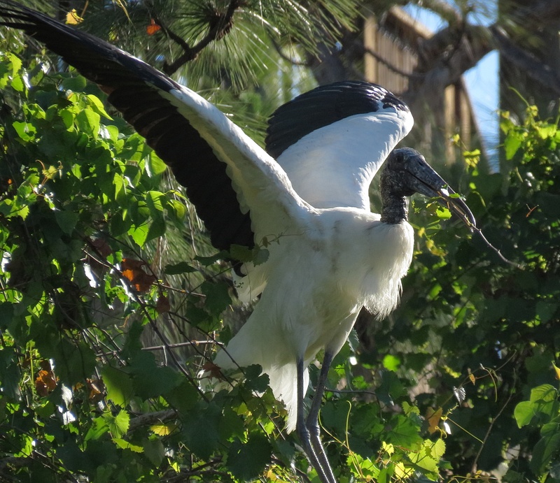 Woodstork with nest material