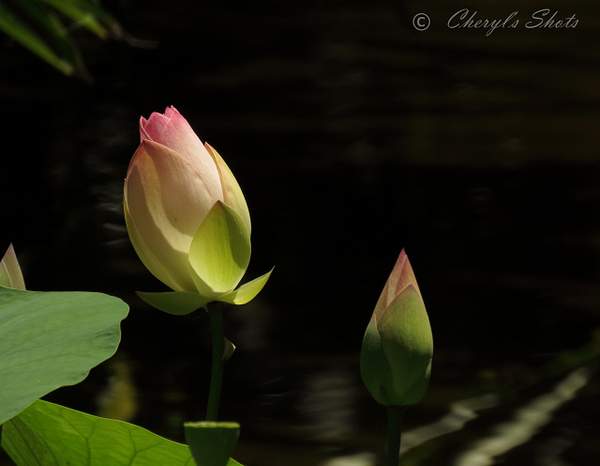 IMG_3444C Lotus Blossom buds by CherylsShots