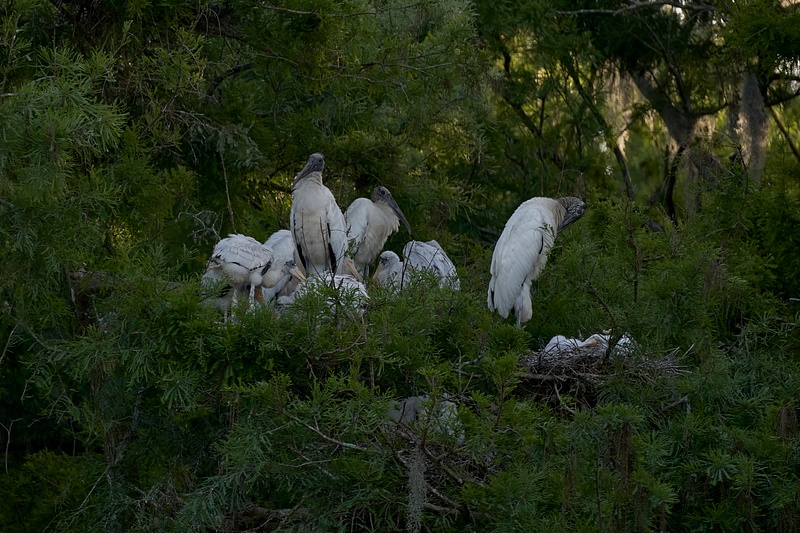 Wood Stork adults and chicks