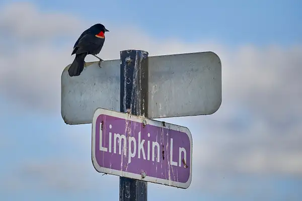 Red-winged Blackbird by CherylsShots