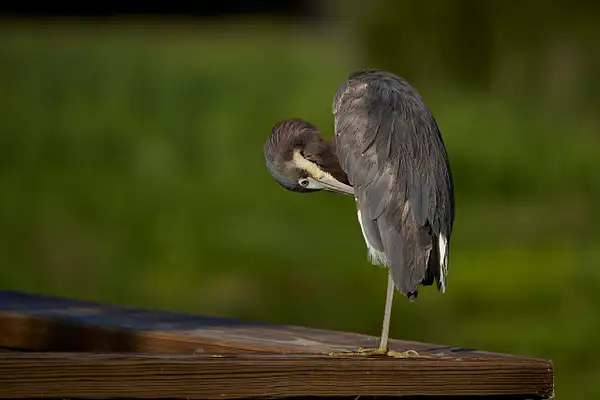 Little Blue Heron by CherylsShots